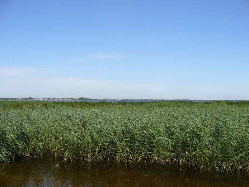 原始湿地核心区伤痕累累扎龙湿地在哭泣