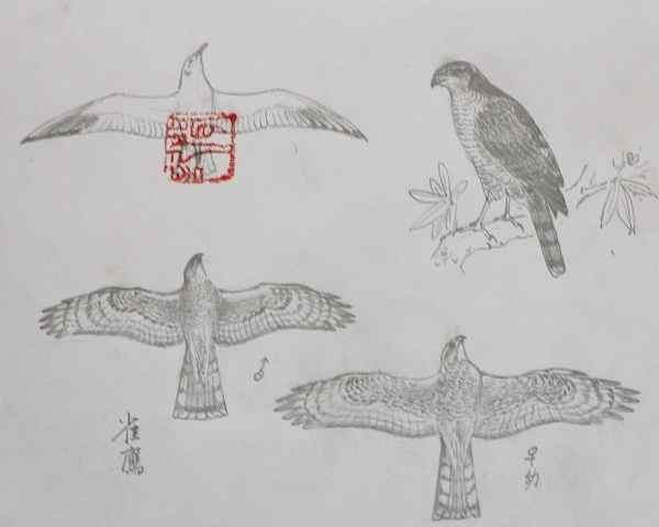 云南猛禽识别——鹰，鹞，黑翅鸢（一）