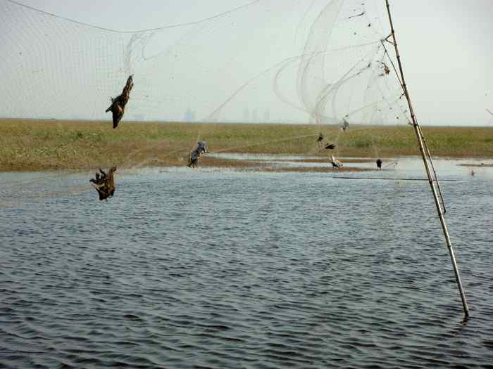 天津北大港水库湿地 爱鸟人士战斗日记之三