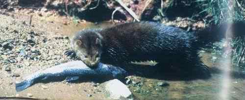 19、20世纪灭绝的动物