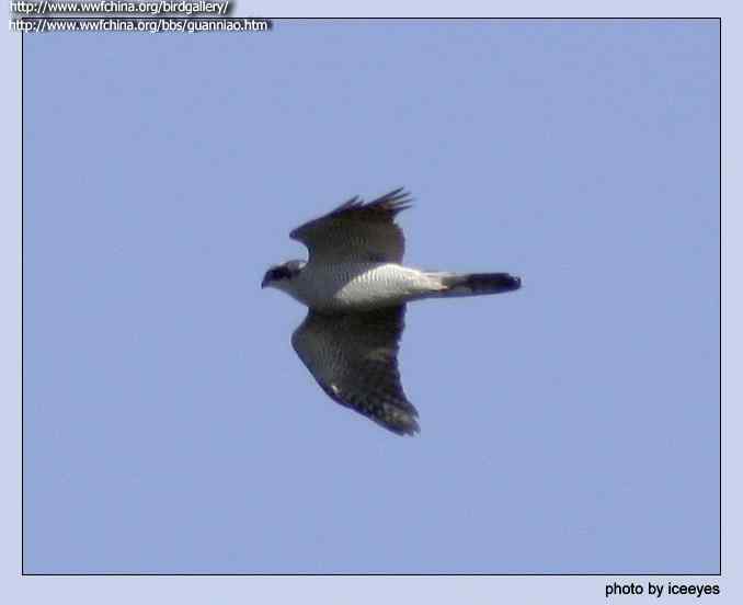 云南猛禽识别——鹰，鹞，黑翅鸢（一）