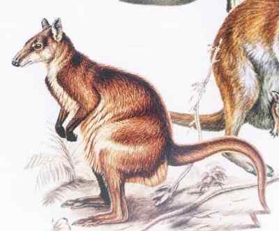 19、20世纪灭绝的动物