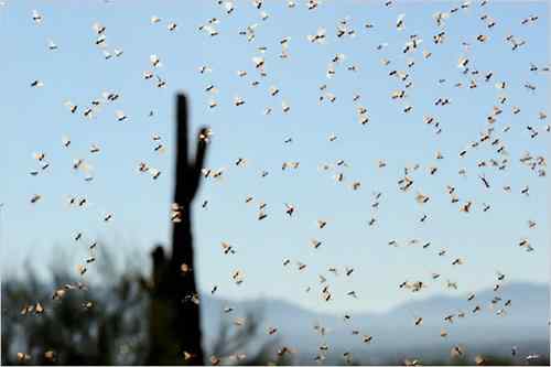 美刊精彩图片揭秘奇妙蚂蚁王国