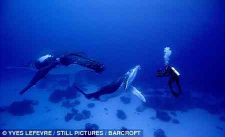 英国摄影师与驼背鲸海中共舞
