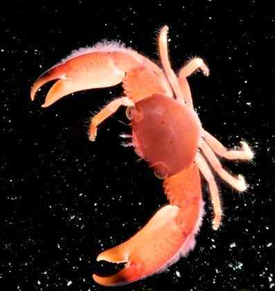 澳大利亚大堡礁海域发现海洋新物种