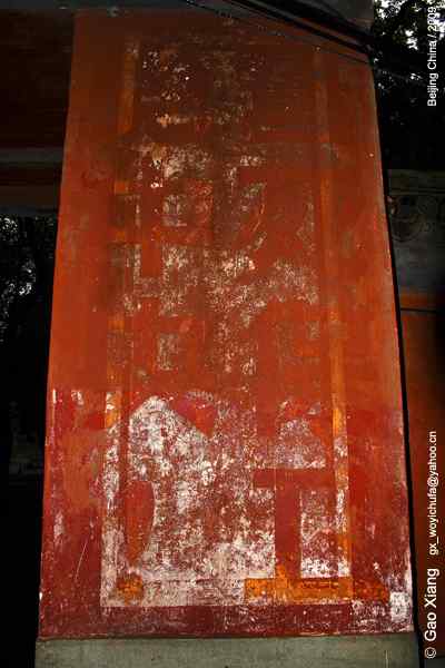 荷花坛子里的自然生物精灵小记