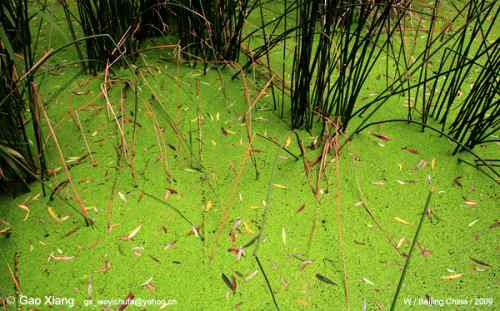 荷花坛子里的自然生物精灵小记