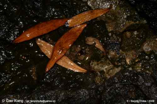 荷花坛子里的自然生物精灵小记
