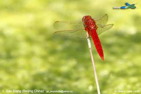 我的2008  红蜻蜓(万绿丛中一点红)