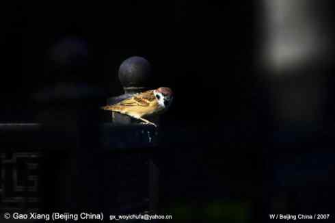 落入阳光里的麻雀