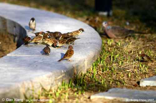 荷花坛子里的自然生物精灵小记
