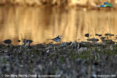 我的2008  白鹡鸰