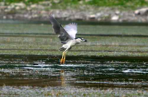 夜鹭捕鱼全过程