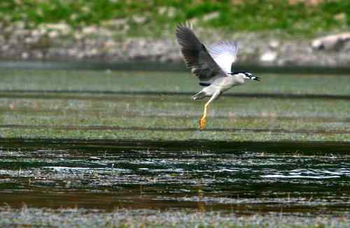 夜鹭捕鱼全过程