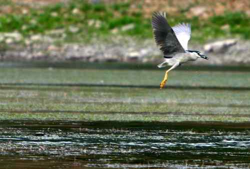 夜鹭捕鱼全过程