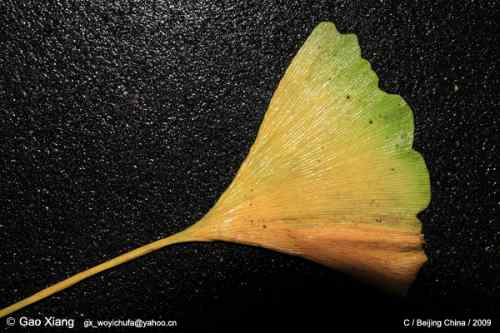 荷花坛子里的自然生物精灵小记