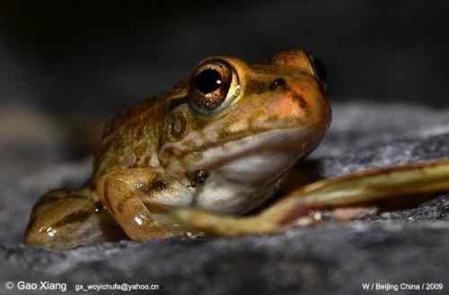 荷花坛子里的自然生物精灵小记