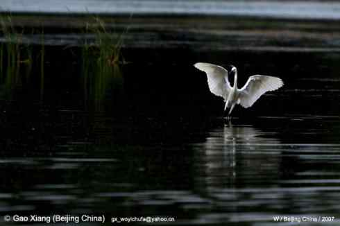 白鹭捕食 翩翩起舞