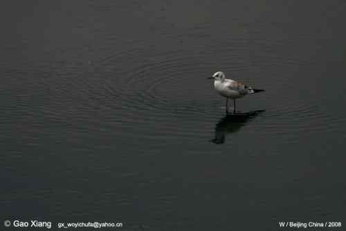 我的2008  红嘴鸥