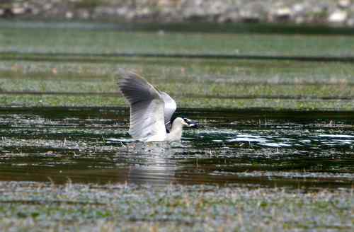 夜鹭捕鱼全过程