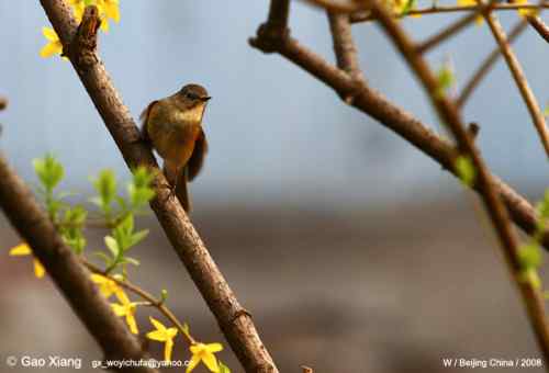 荷花坛子里的自然生物精灵小记
