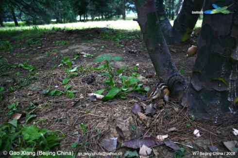 我的2008  五道眉(花鼠)