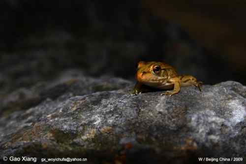 荷花坛子里的自然生物精灵小记