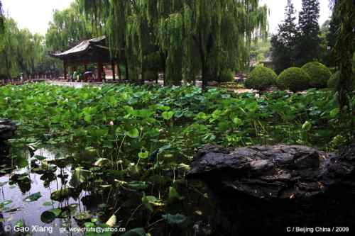 荷花坛子里的自然生物精灵小记