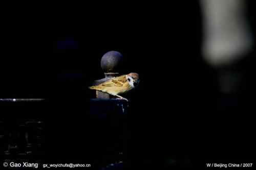 荷花坛子里的自然生物精灵小记