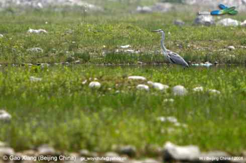 我的2008  苍鹭漫步