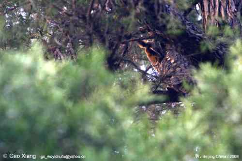 我的2008  长耳鸮