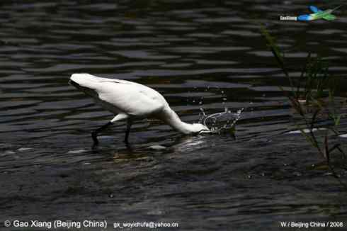 我的2008  小白鹭扎猛子