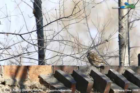 我的2008  纵纹腹小鸮(猫头鹰)