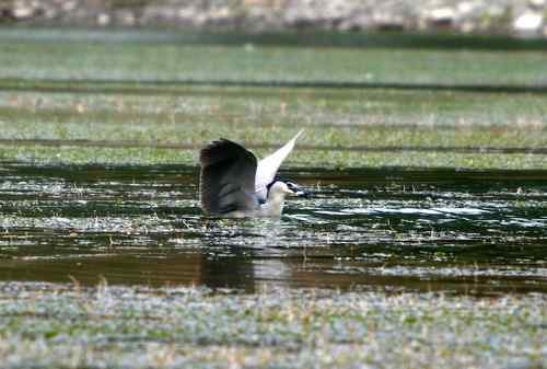 夜鹭捕鱼全过程