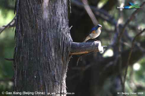 我的2008  雄性红肋蓝尾鸲