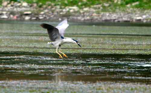 夜鹭捕鱼全过程