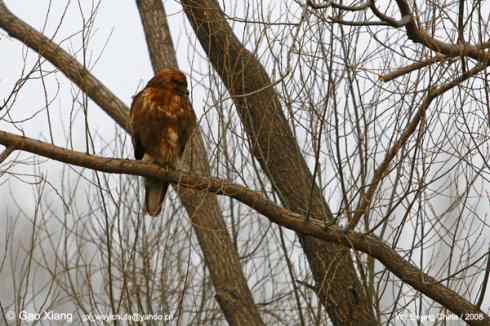 我的2008  普通鵟