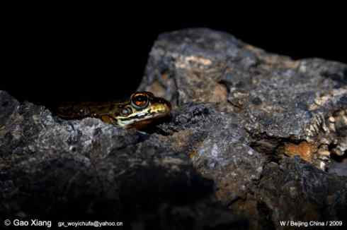 荷花坛子里的自然生物精灵小记