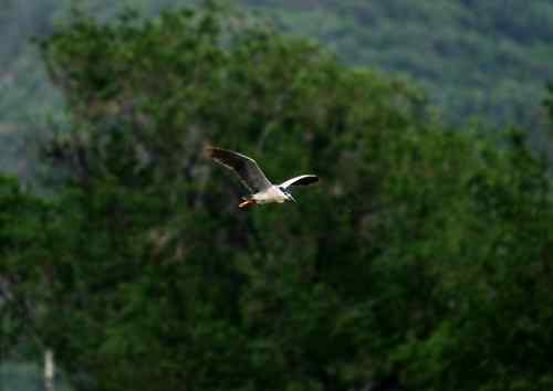 夜鹭捕鱼全过程