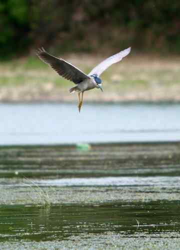 夜鹭捕鱼全过程