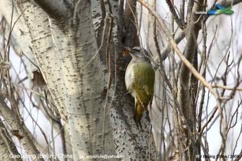 我的2008  雌性灰头绿啄木鸟