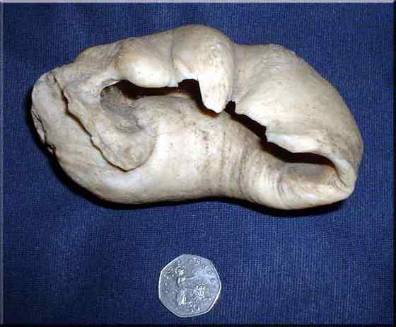 抹香鲸真的很香