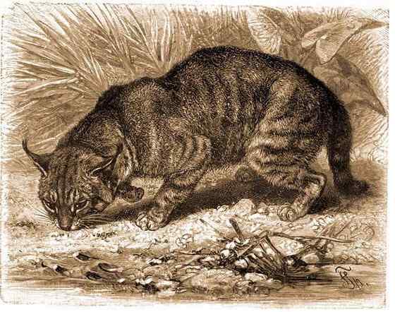 狸猫换太子中的狸猫 狸猫换太子中的狸猫