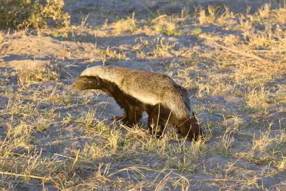 吃蜂蜜不要命的蜜獾