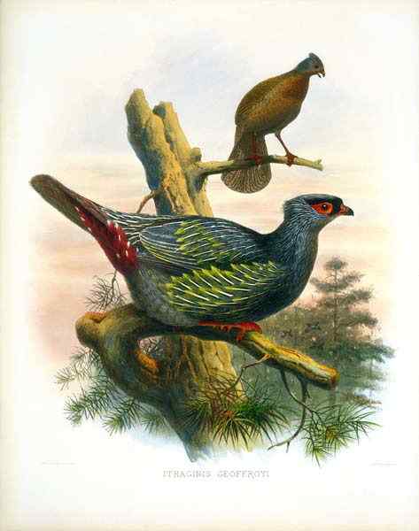 猩红色的血雉(松花鸡 、太白鸡)