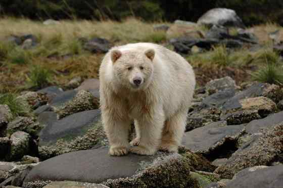 白灵熊 Kermode bear 白灵熊 Kermode bear