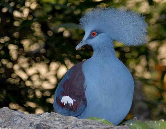 鸽子中的女王  凤冠鸠