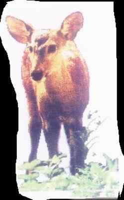 19、20世纪灭绝的动物