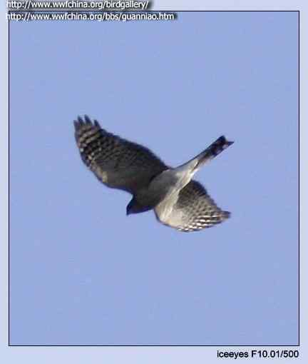 云南猛禽识别——鹰，鹞，黑翅鸢（一）