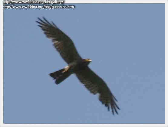 云南猛禽的识别——鵟，鵟鹰，鸢和鹗（三）
